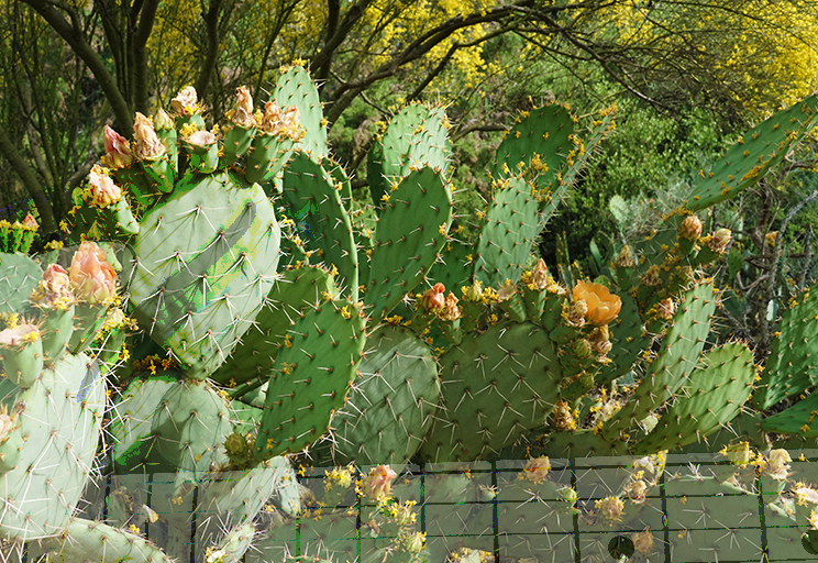 Cacti at the Rancho Santa Ana Botanical Garden